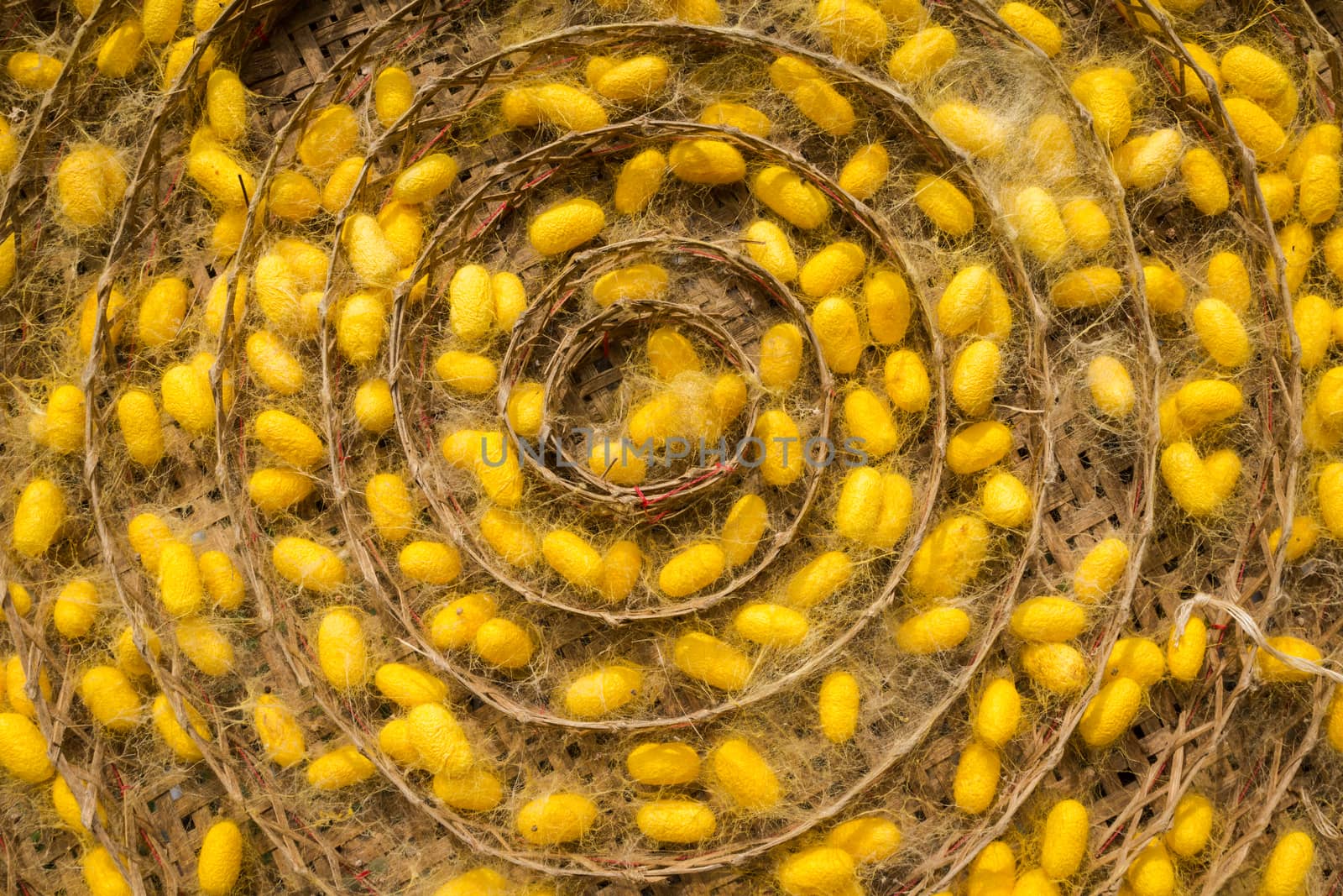 group of silk worm cocoons in nests.