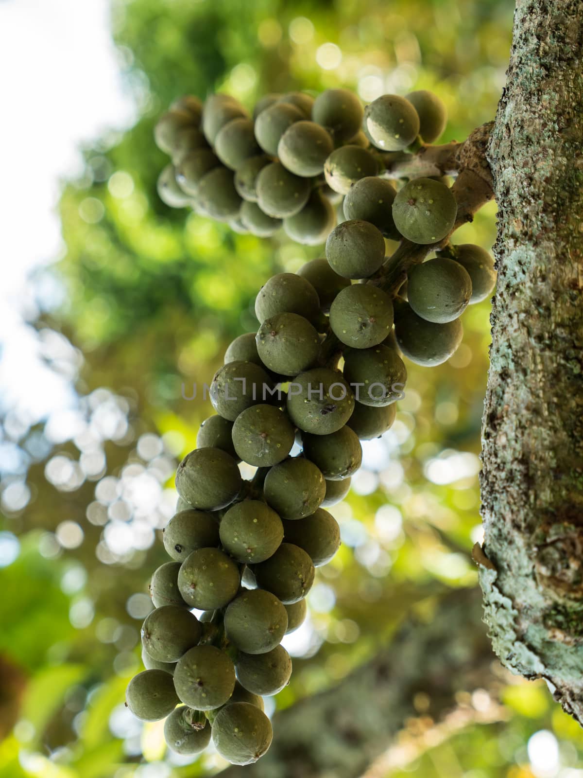 fresh green wollongong hanging on the tree by lavoview