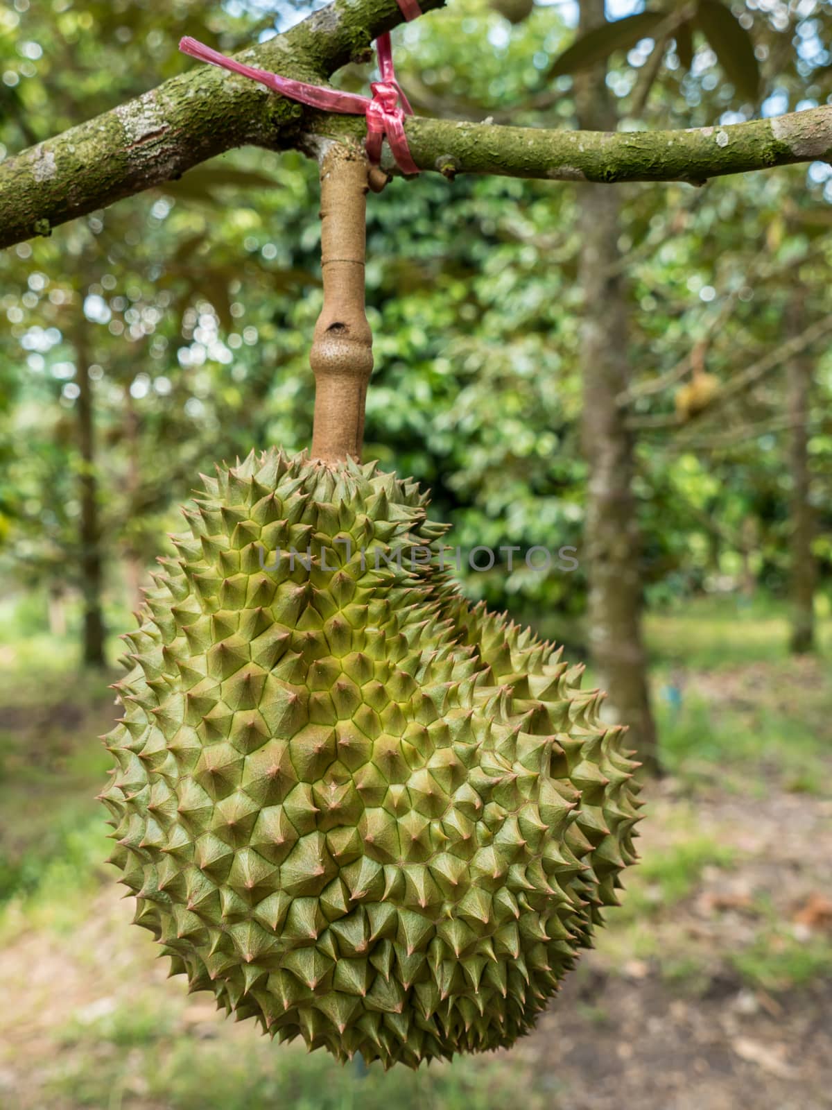 Fresh durian in the orchard. by lavoview