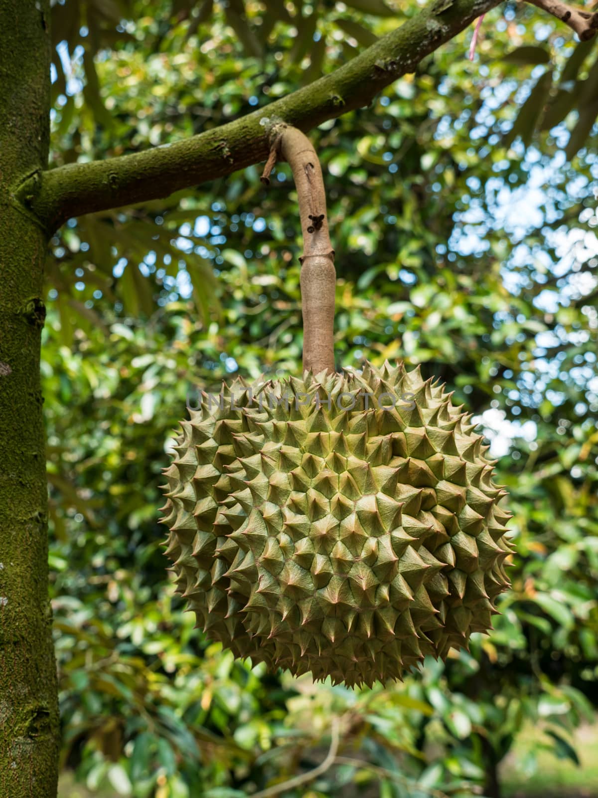 Fresh durian on durian tree in Ease of Thailand