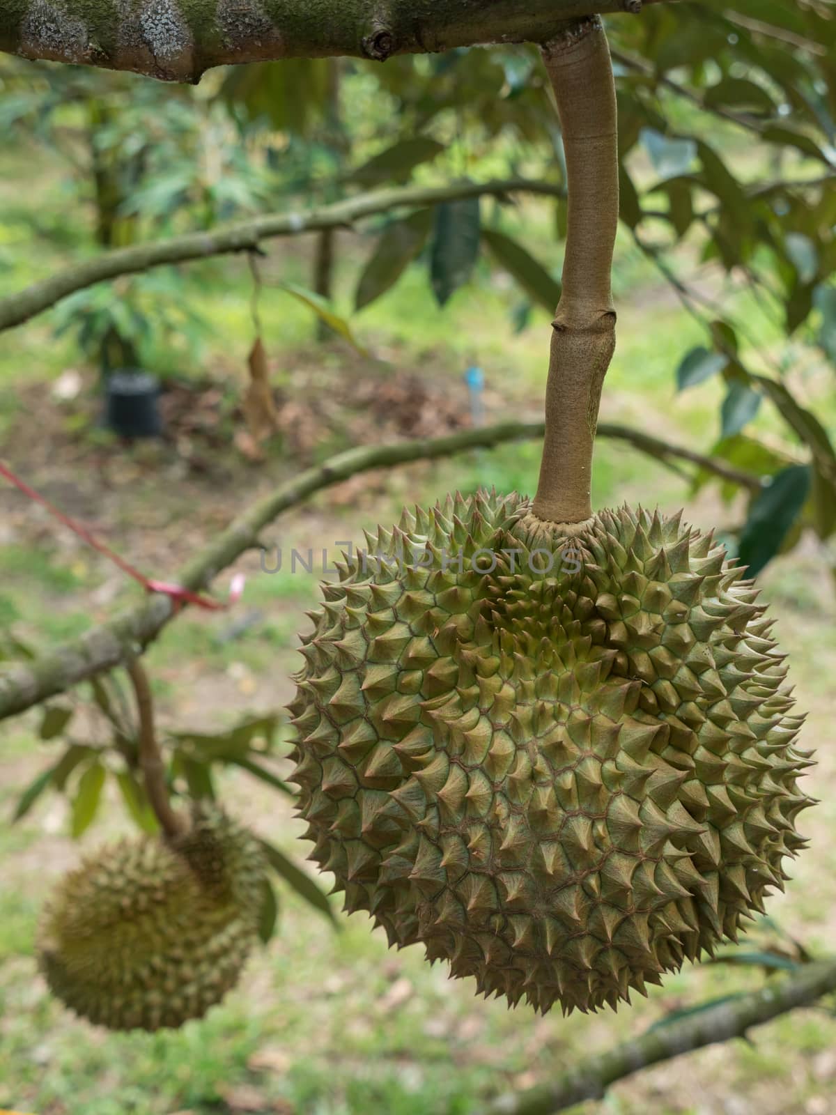 Fresh durian on durian tree in Ease of Thailand.