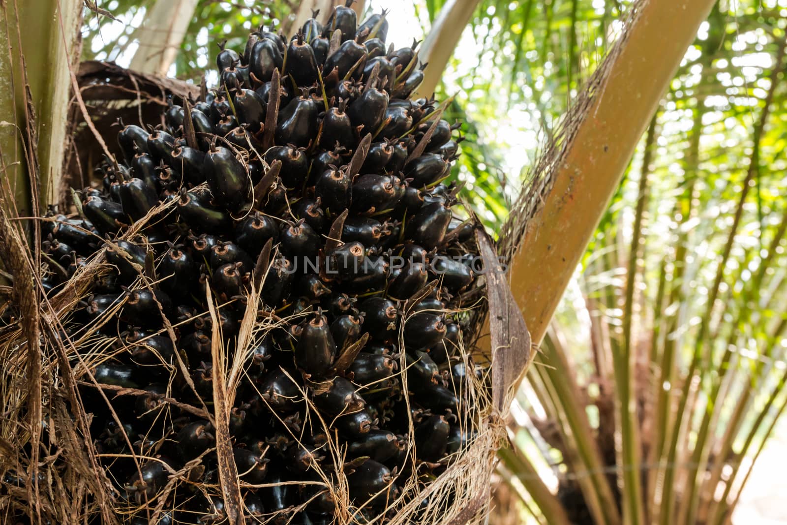 Oil Palm Fruits in the Palm tree. by lavoview