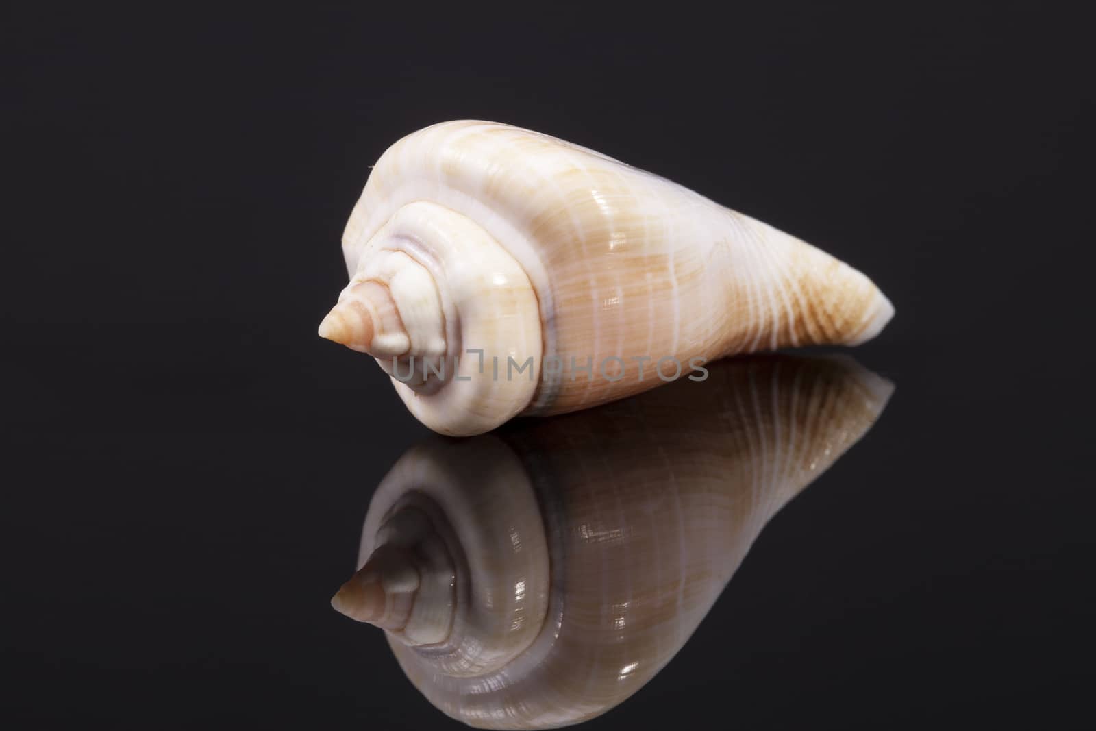 single seashell isolated on black  background, close up