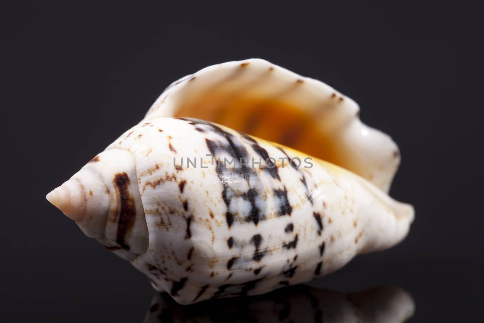 single seashell isolated on black  background, close up