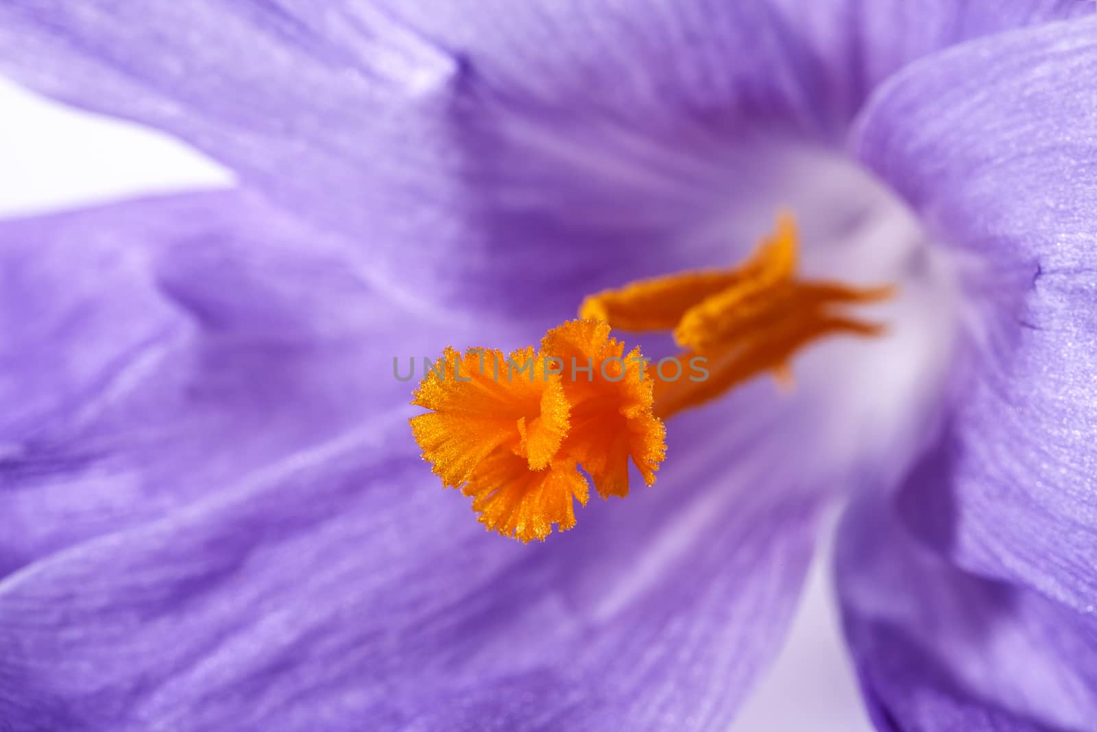floral post of spring flower crocus, macro by mychadre77