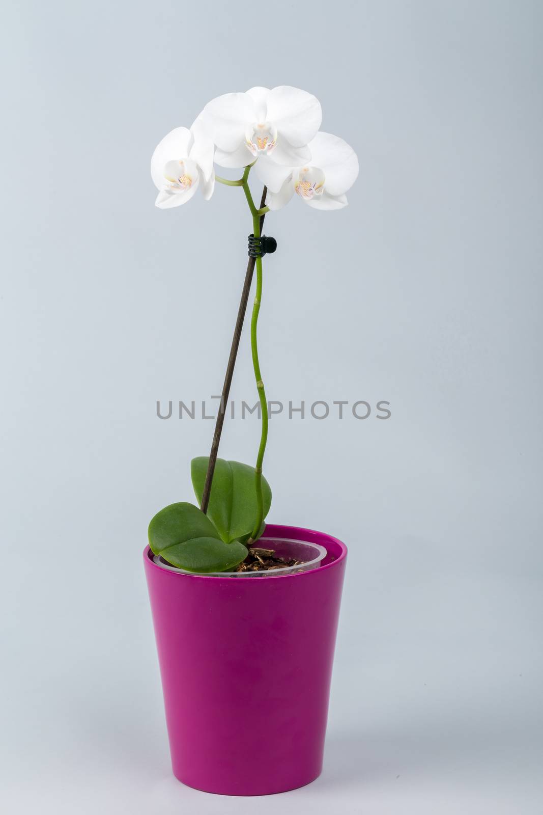 romantic white orchid in pot on grey background, studio shoot