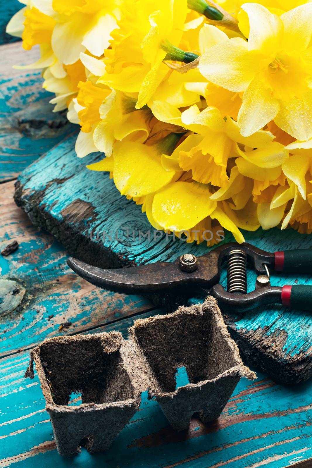 Charming bunch of daffodils and garden tools on wooden background