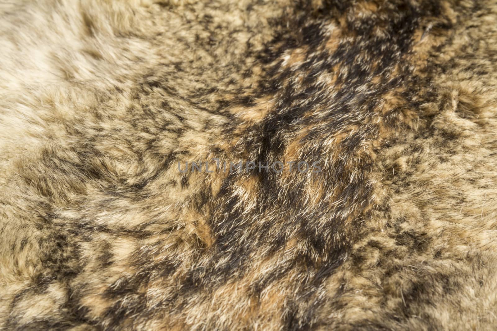 the background texture of the fur pelt of a wild Wolf