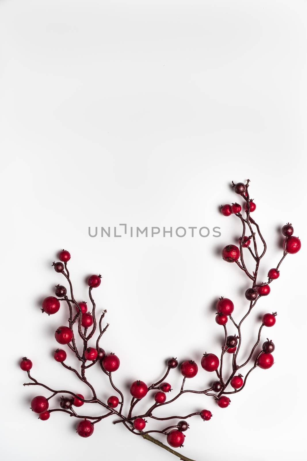 Red berries holly on white by AnaMarques