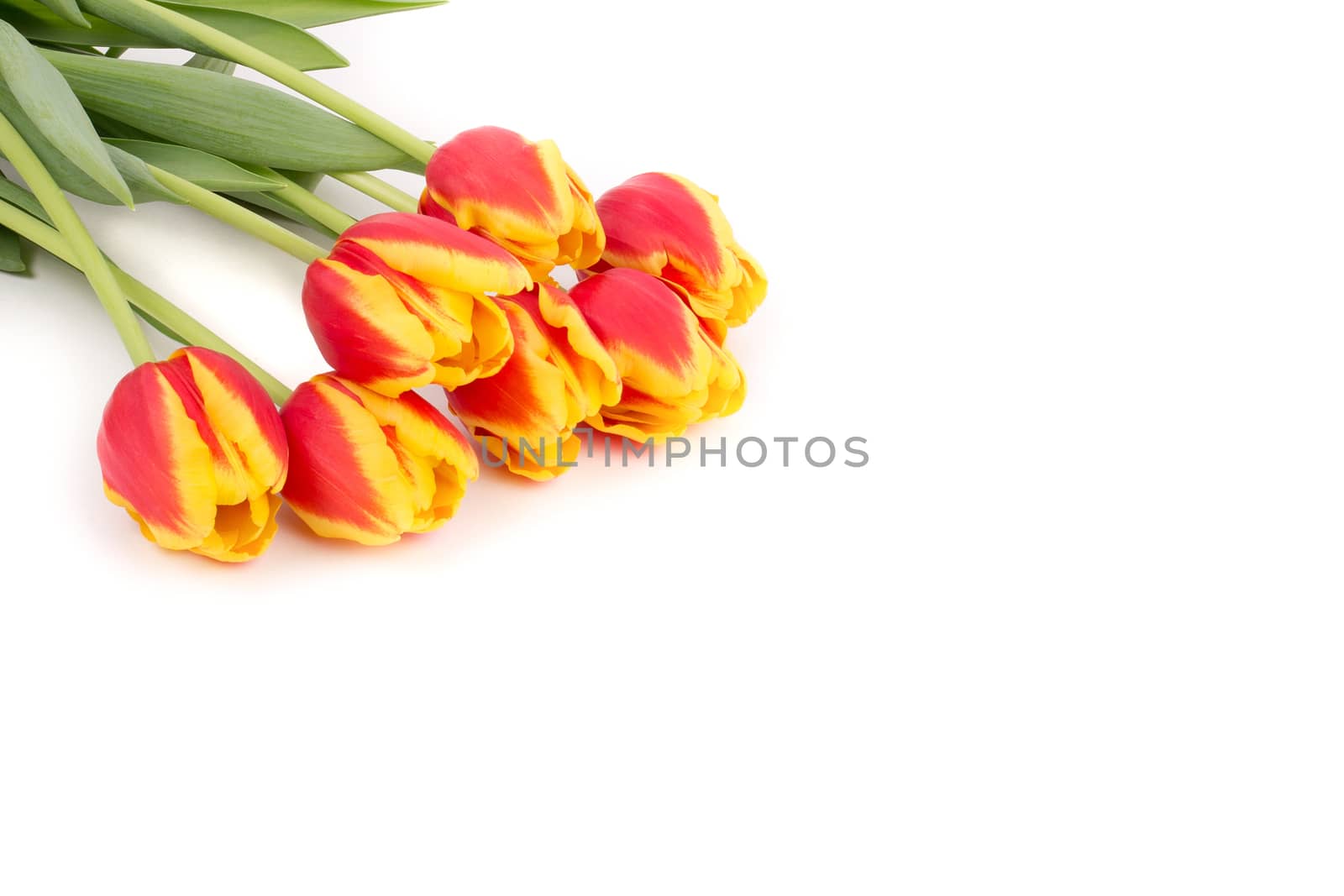 Yellow and red tulips by johan10
