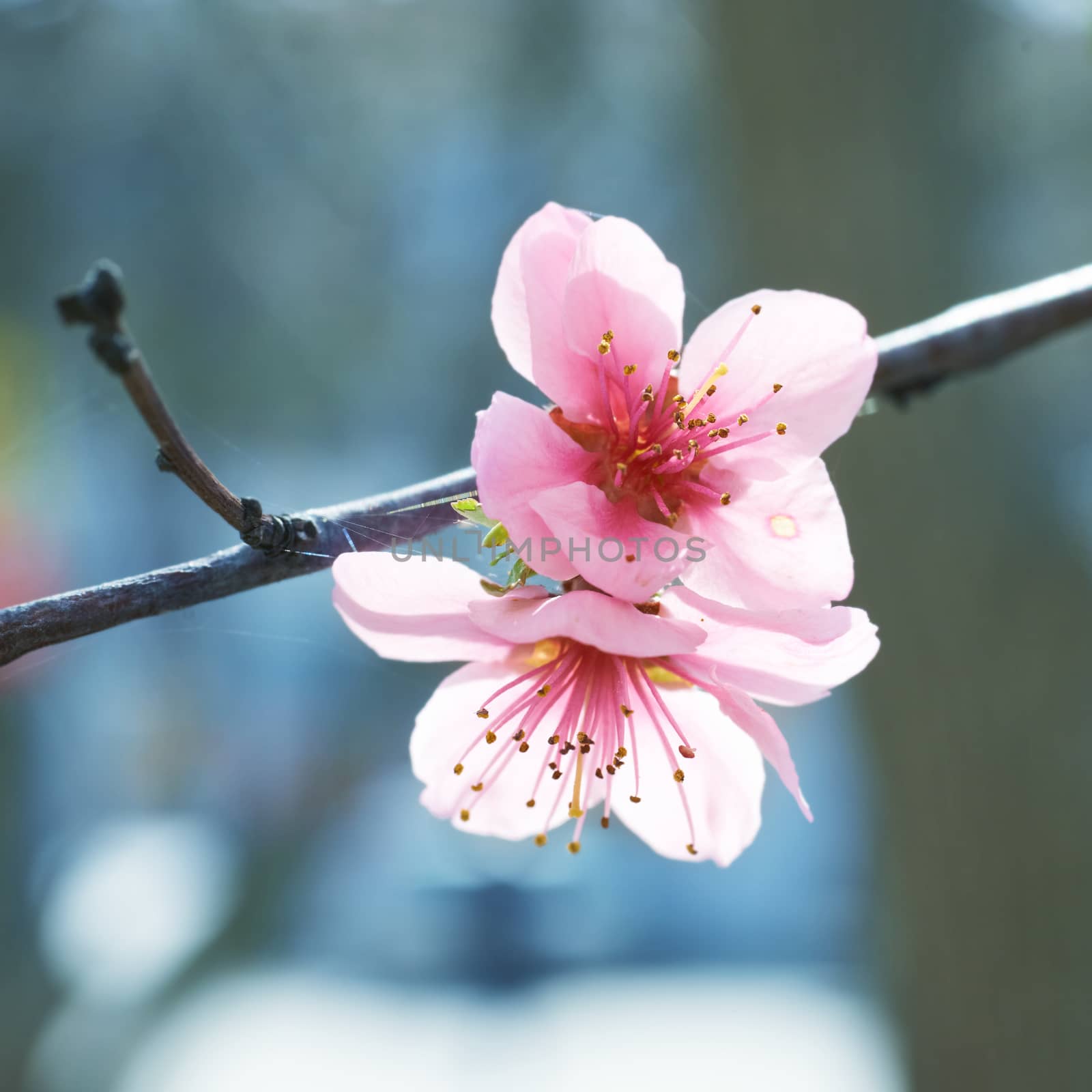 Almond pink flowers isolated on white. Macro shot