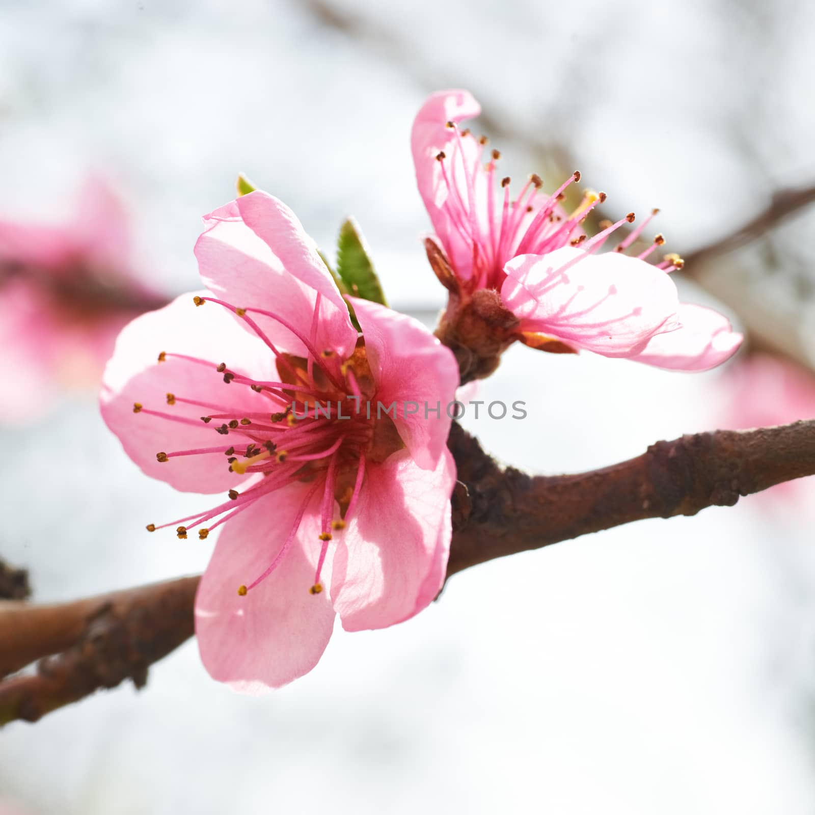 Almond pink flowers isolated on white. Macro shot