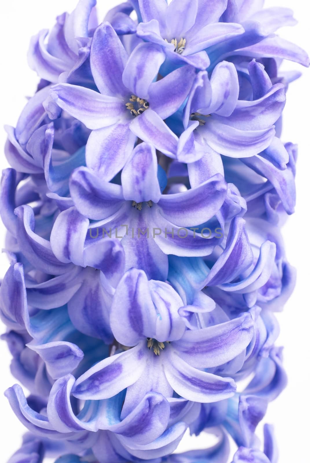 Blue hyacinthes by vapi