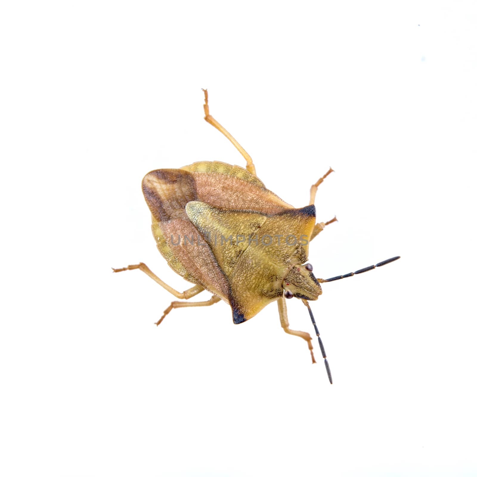 Brown shield bug isolated on a white background