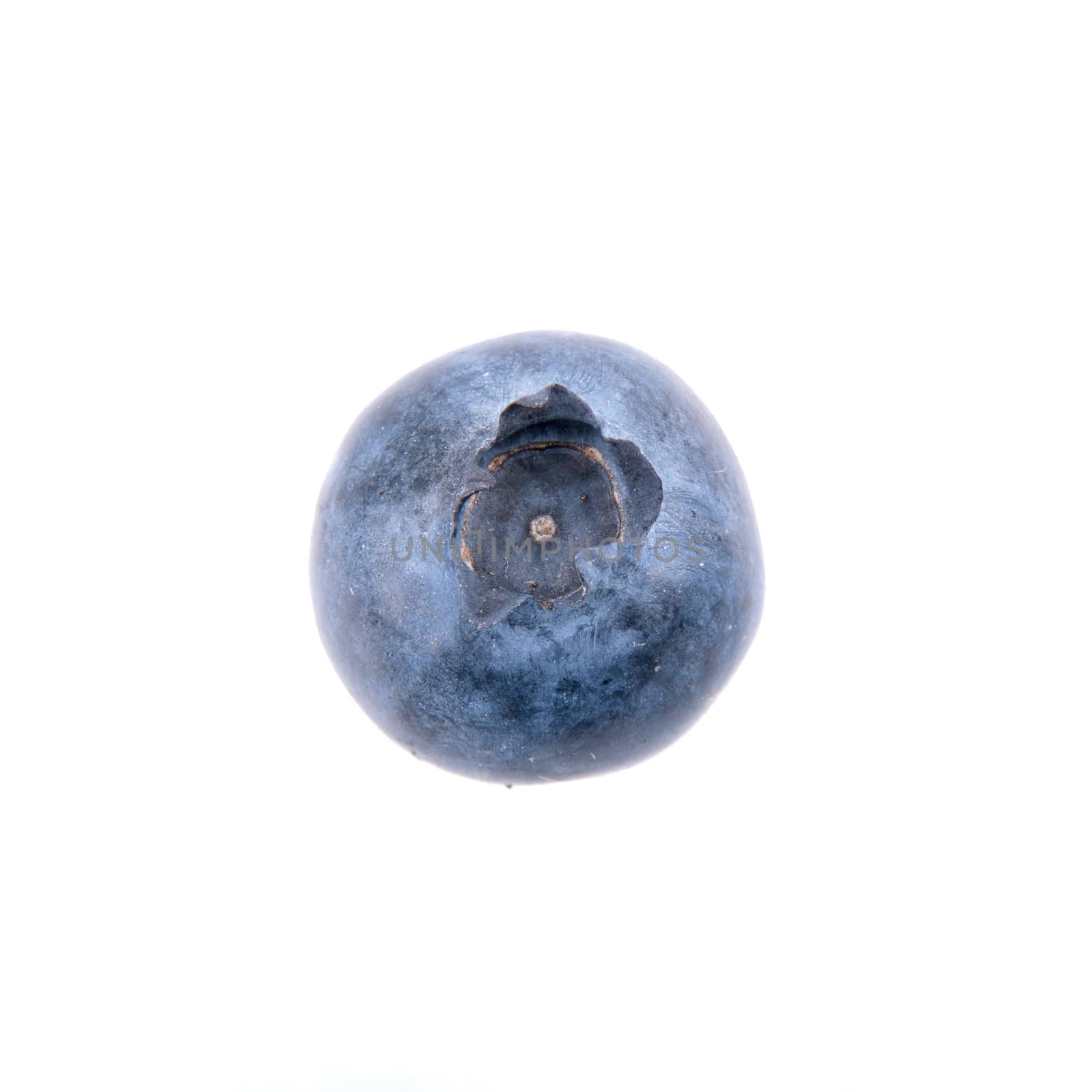 One blueberry isolated on white background