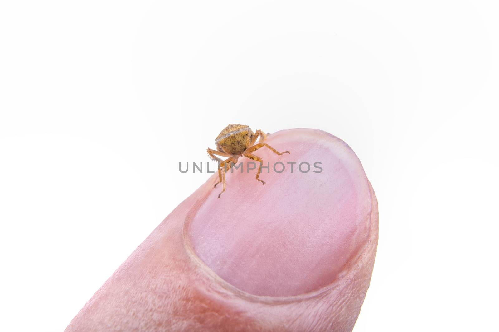 Small brown insect sitting on the finger isolated on a white background