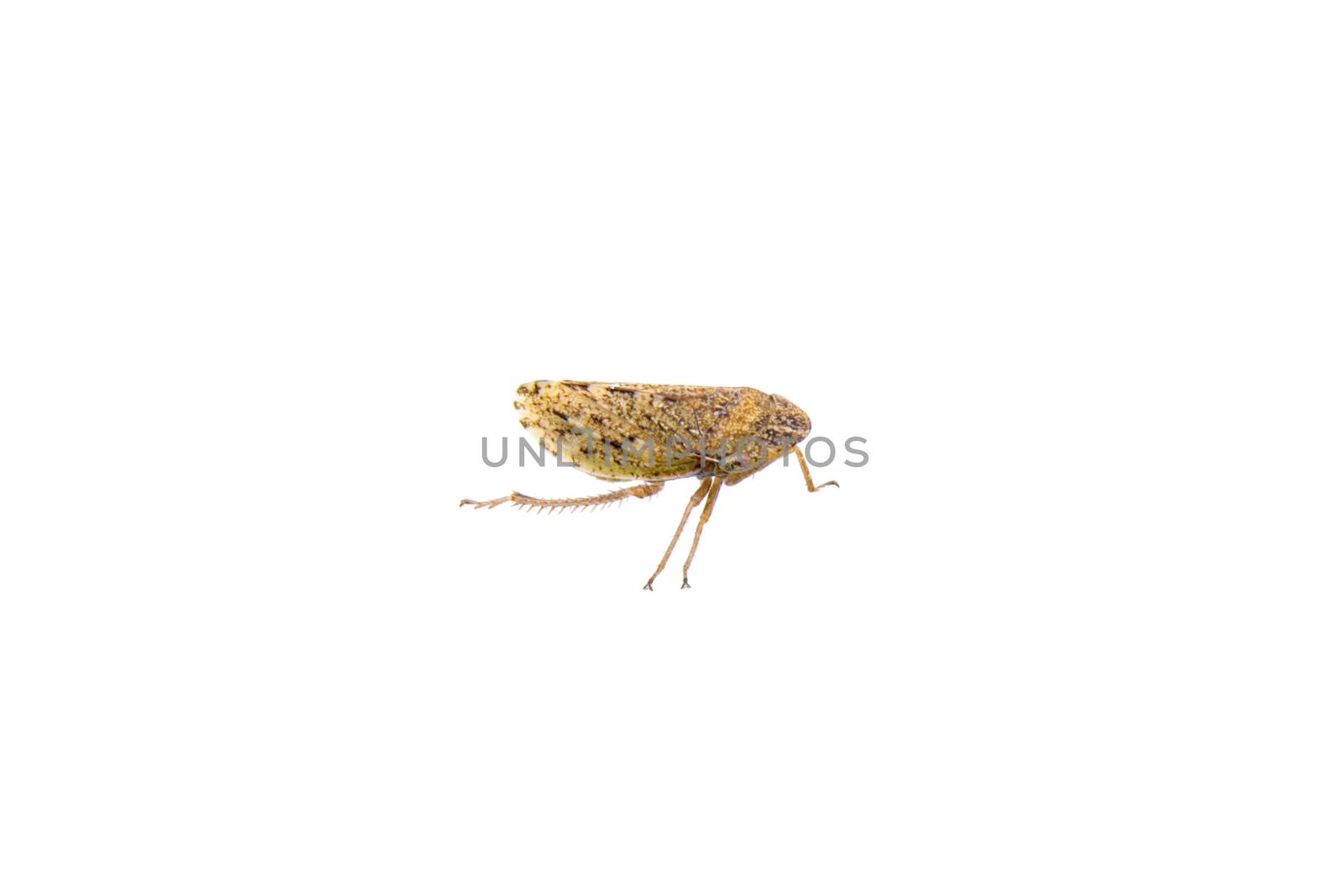 Small brown insect isolated on a white background