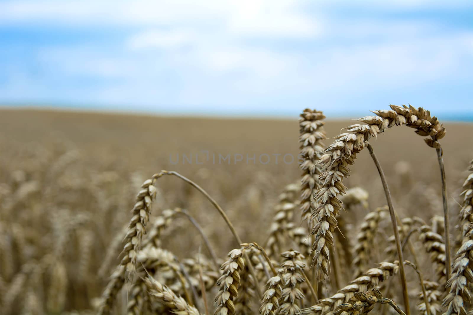 Fields of corn and blue sky