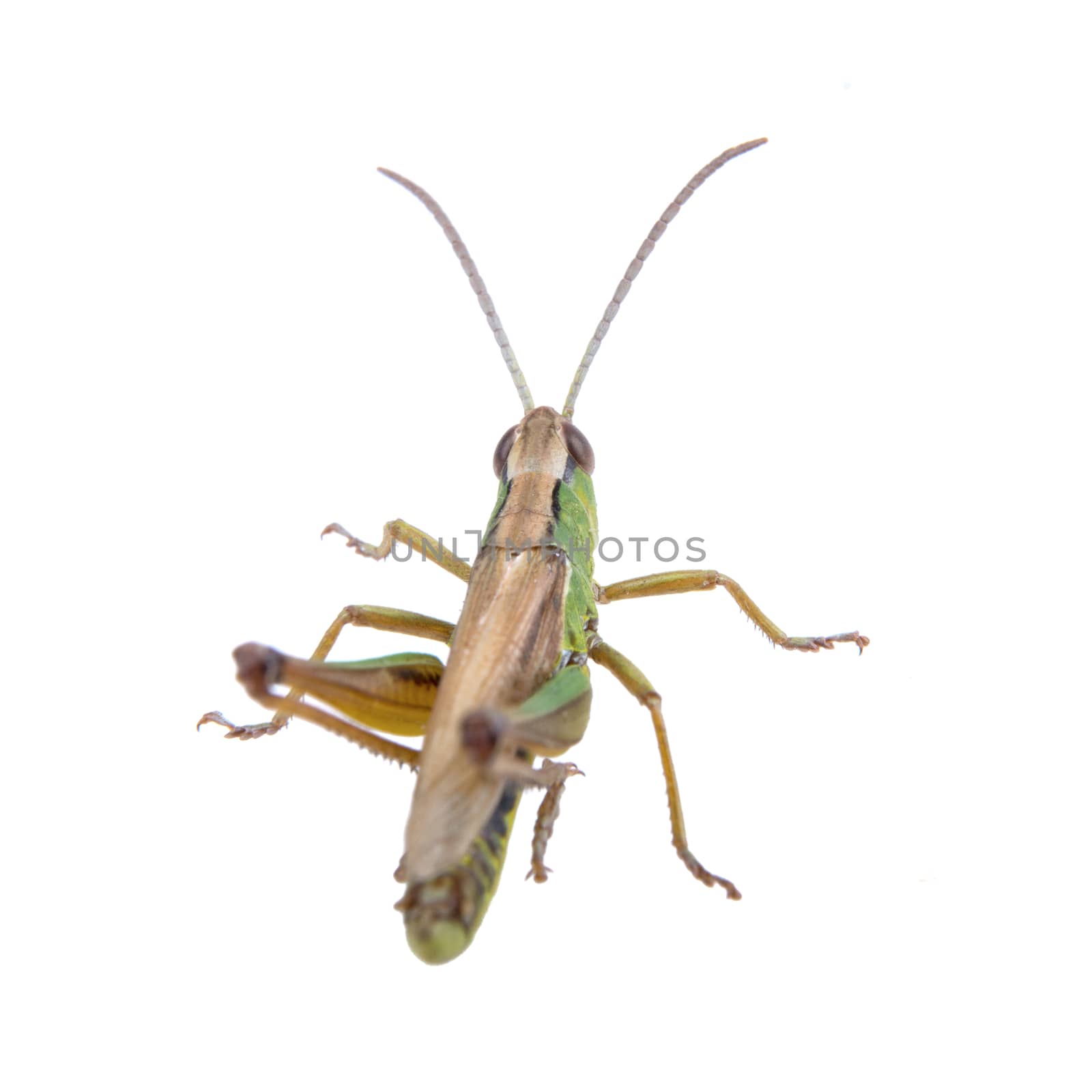 Green brown grasshopper isolated on a white background