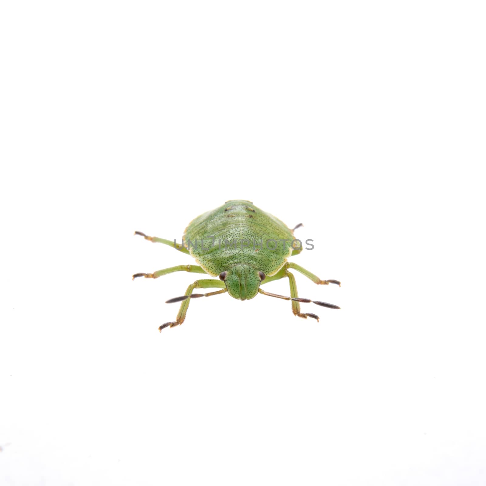 Green shield bug isolated on a white background