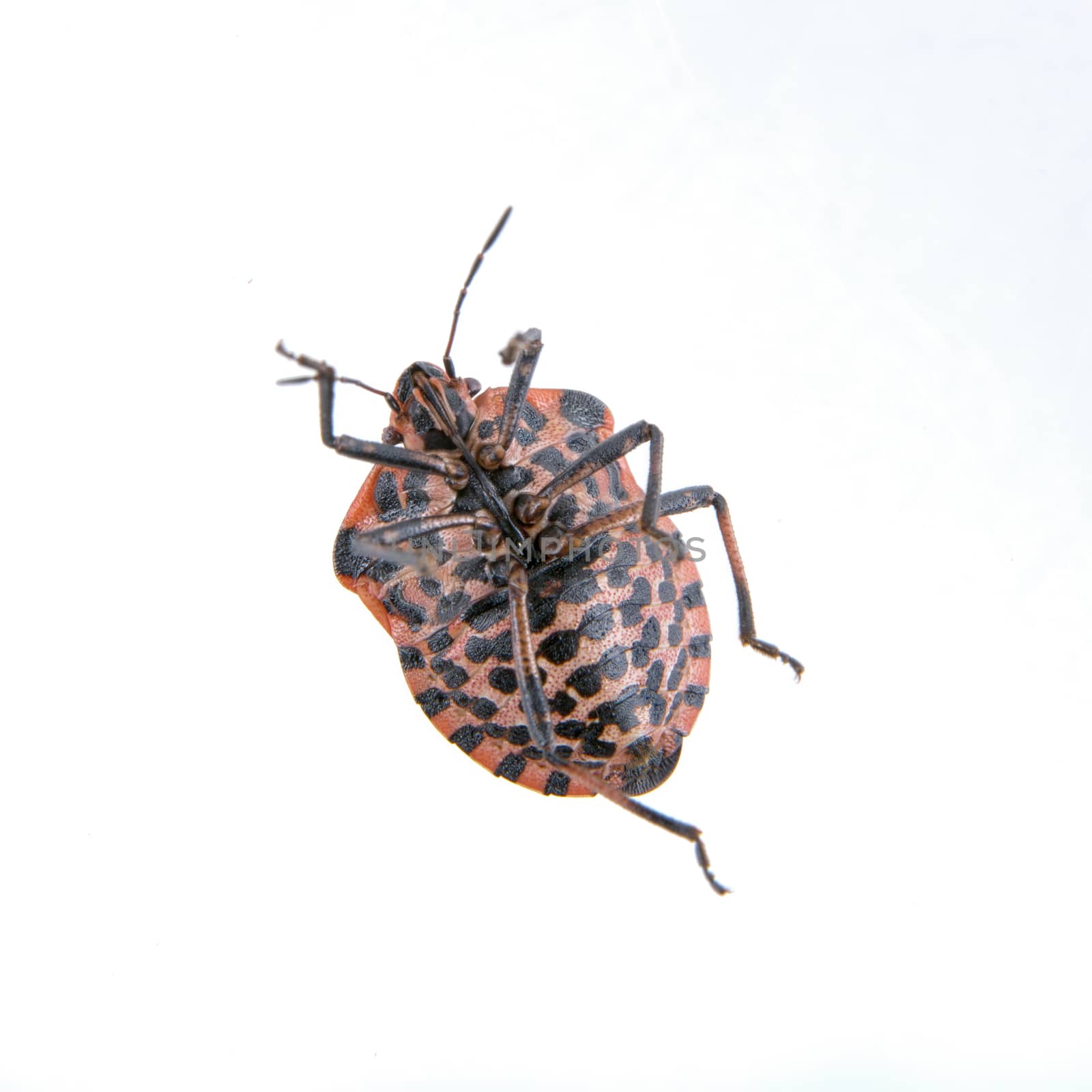Red black striped shield bug isolated on a white background