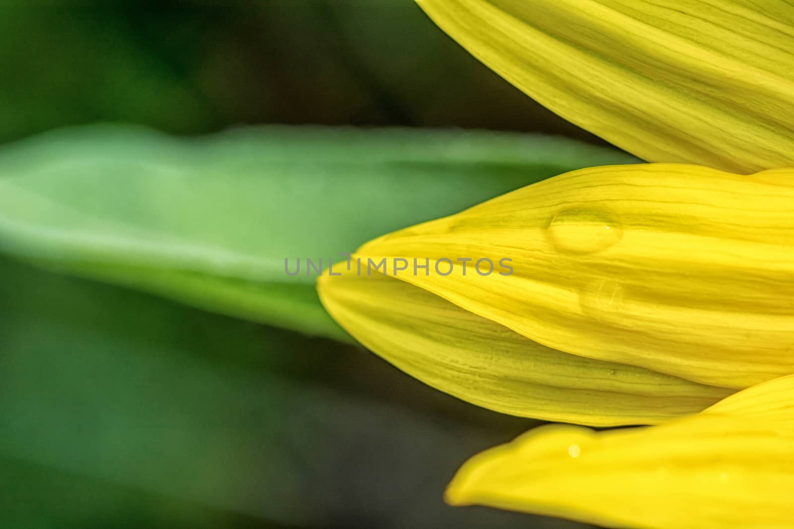 Detail of yellow petals with dew drops