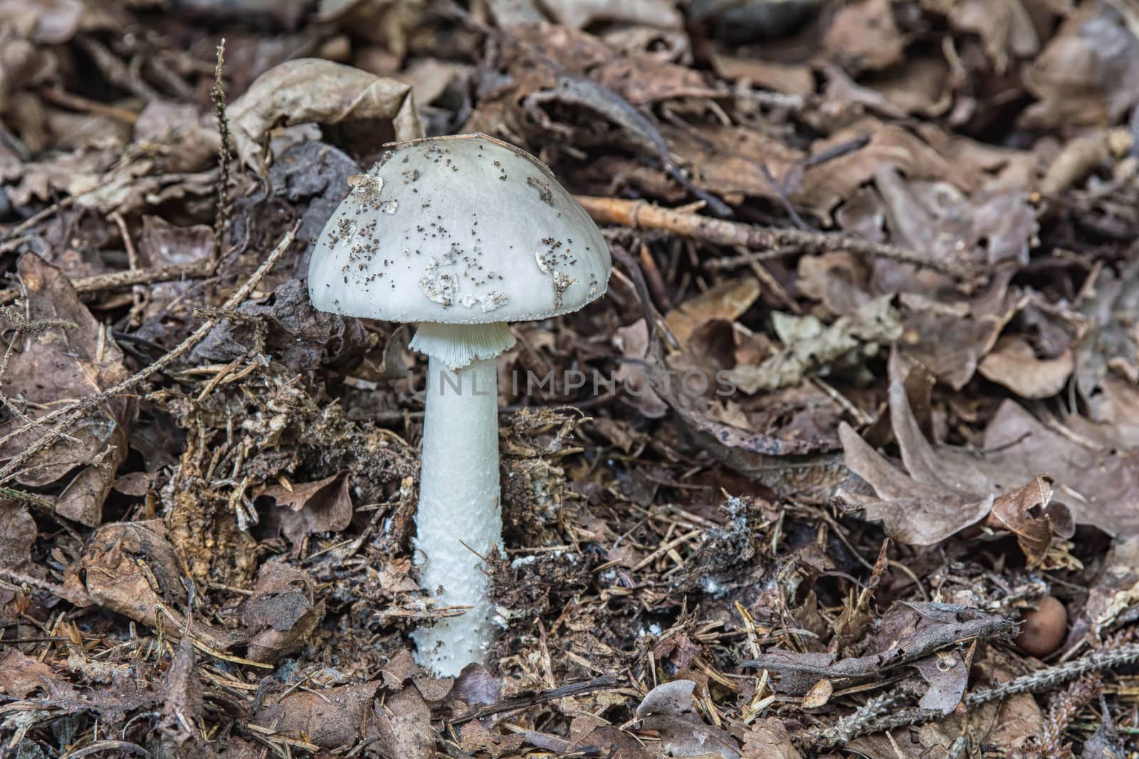 Rouse gray fungus in fallen leaves in the forest