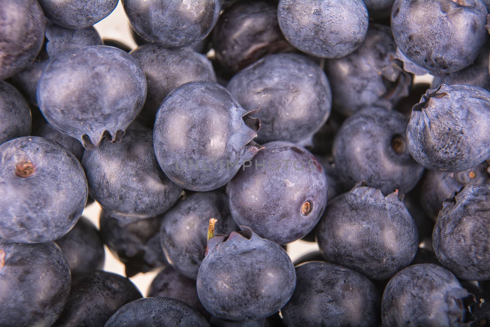 Freshly picked group of blueberries as creative background
