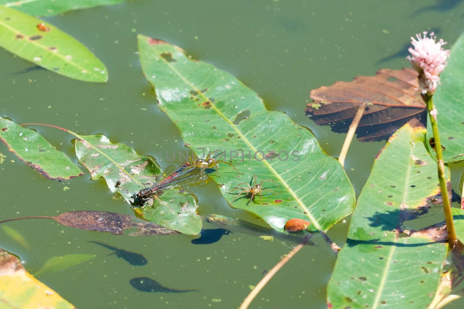 Two spiders on a leaf with deadly dragonfly