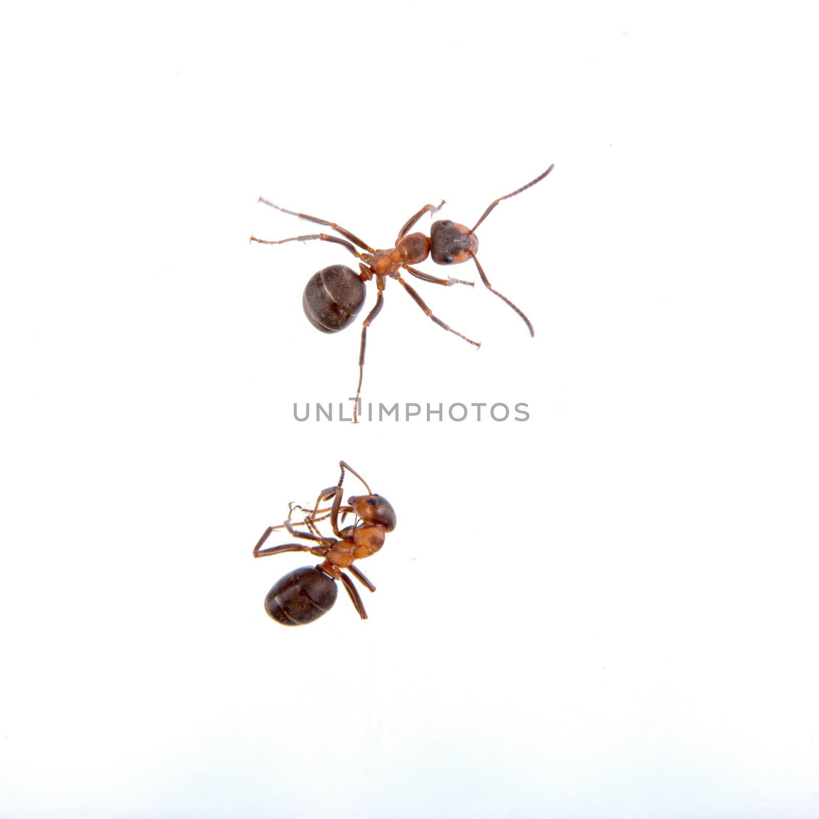 Two ants on a white background by neryx