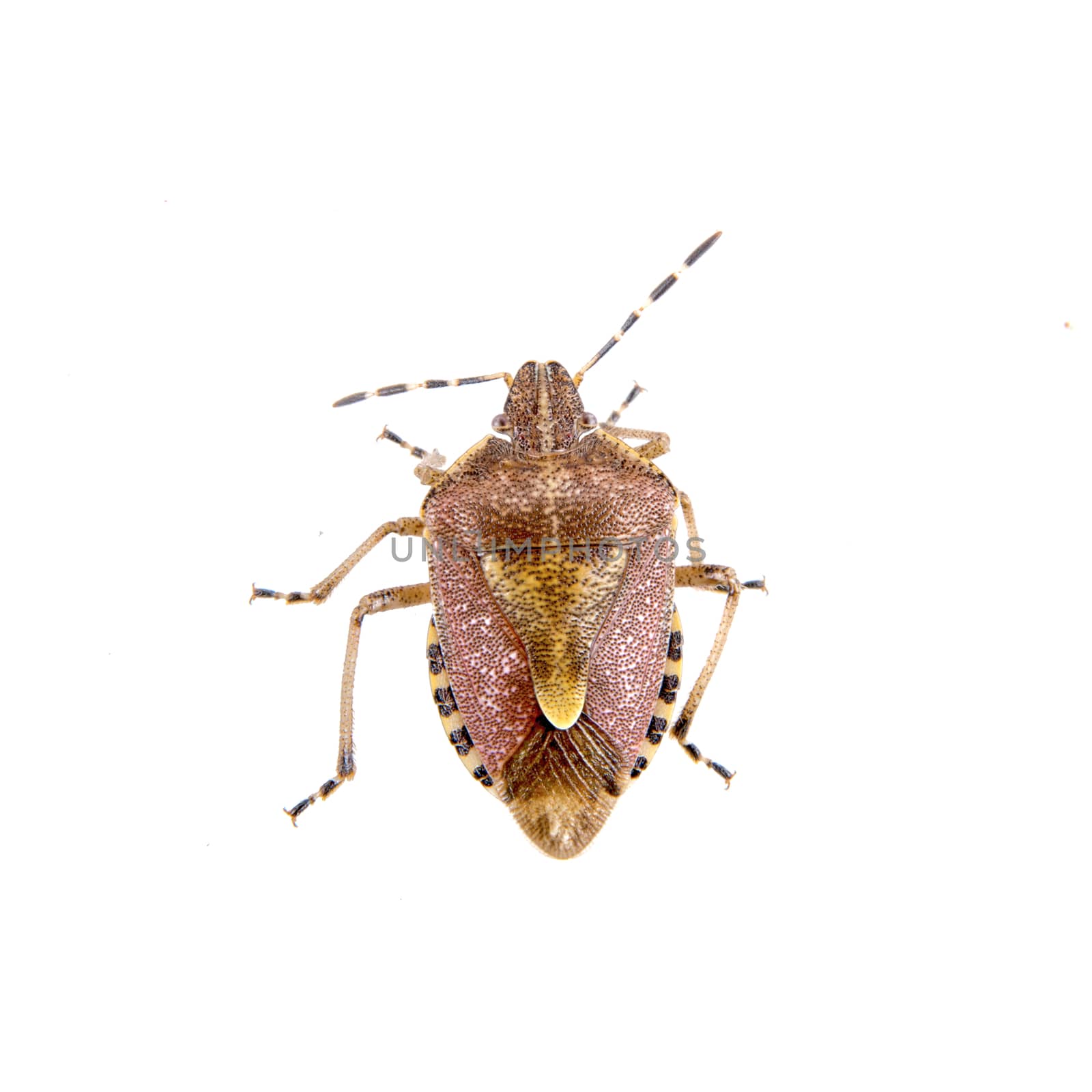 Brown shield bug isolated on a white background