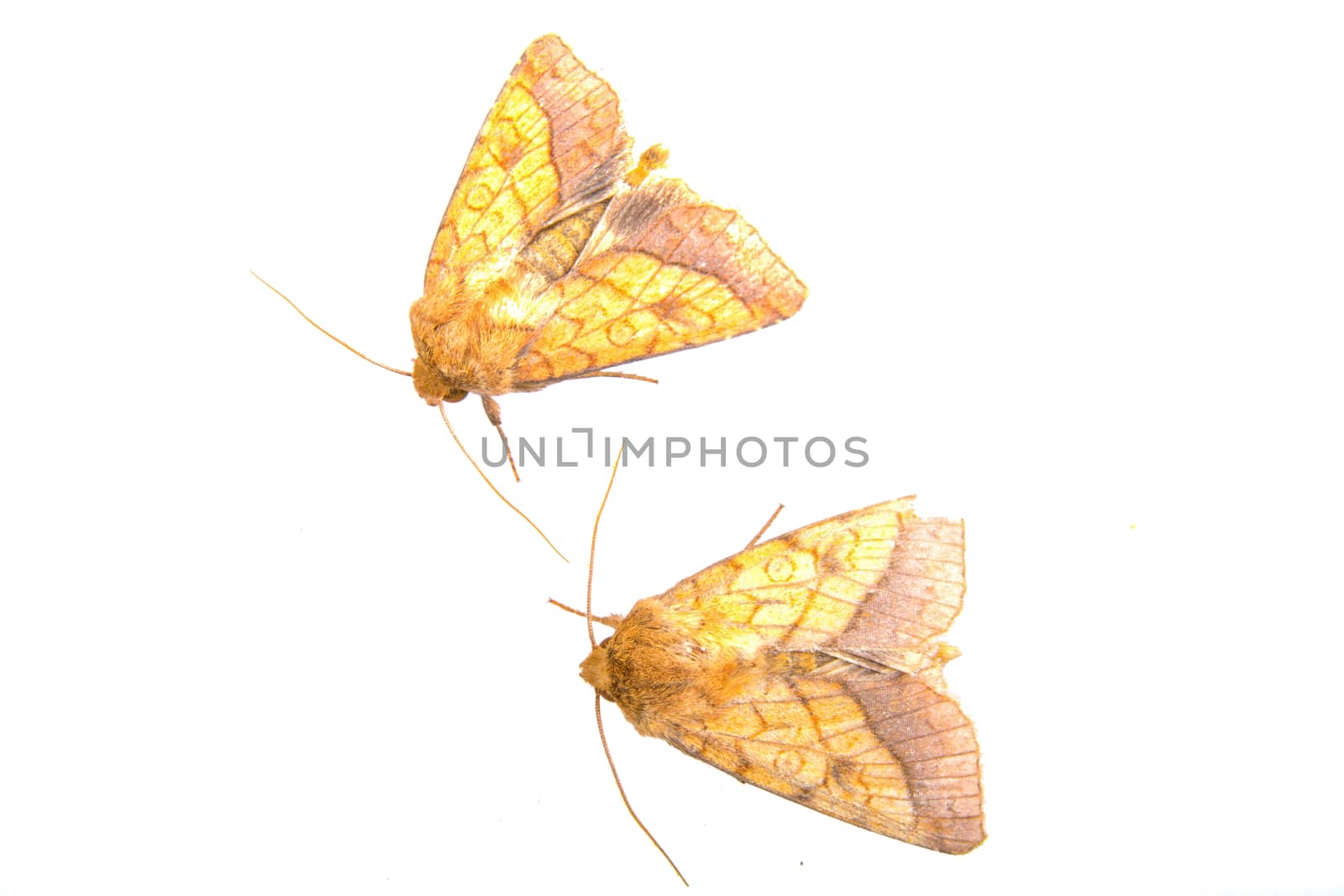 Two brown moths isolated on a white background