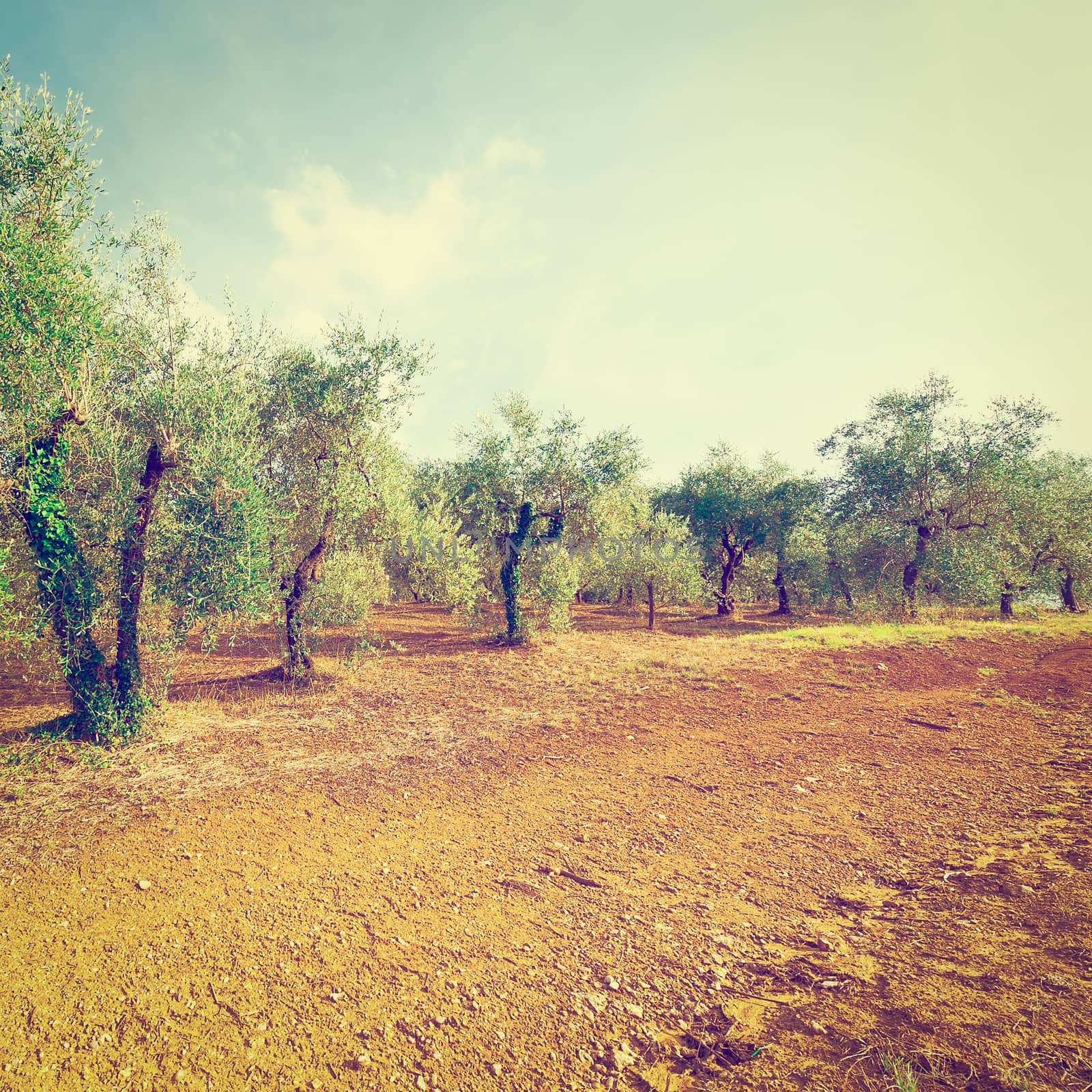 Olive Grove by gkuna