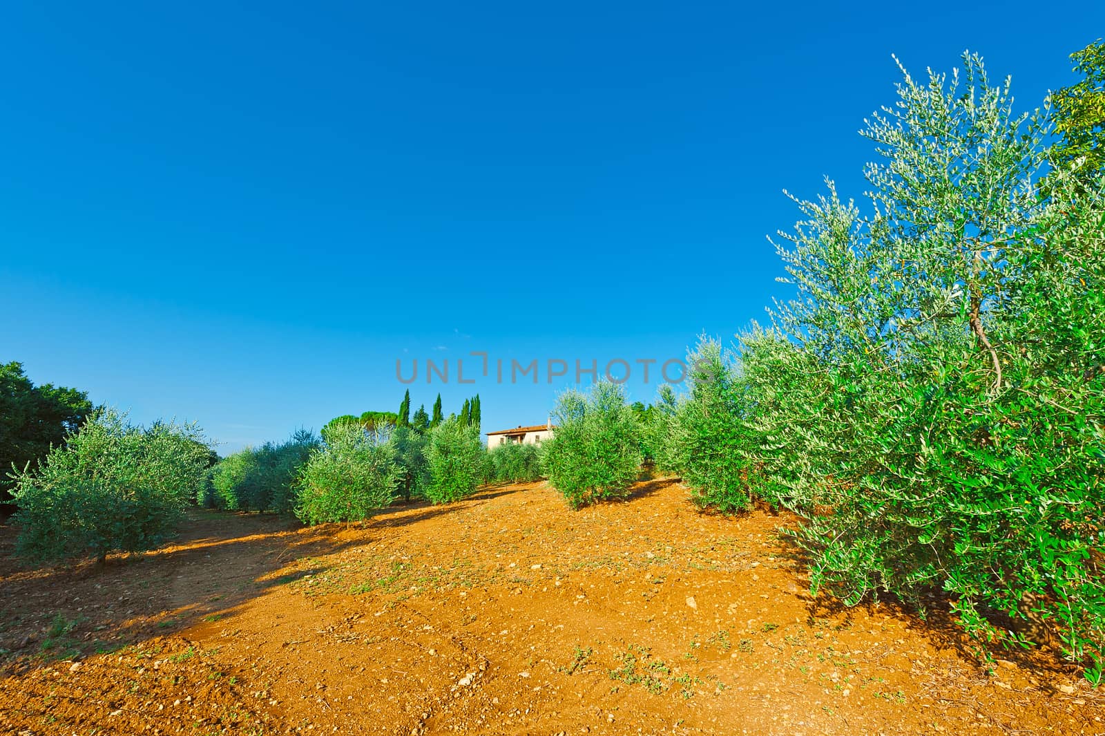 Olive Grove by gkuna