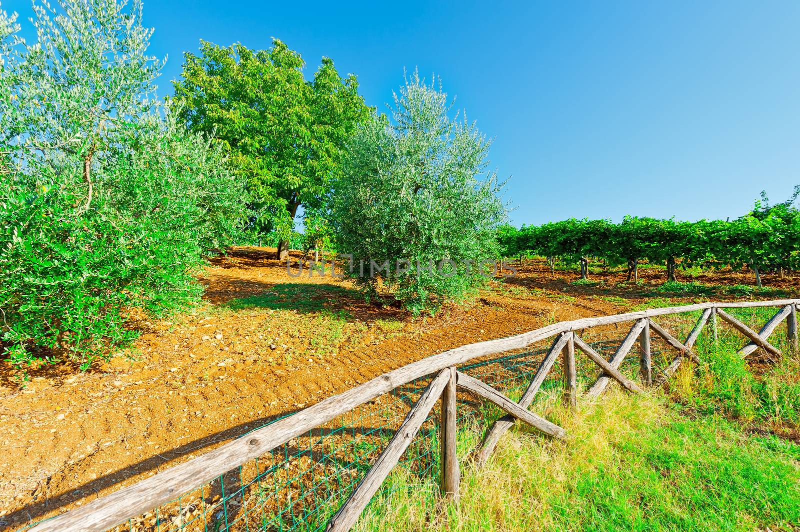 Vineyard and Olive Grove behind a Wooden Fence in Italy