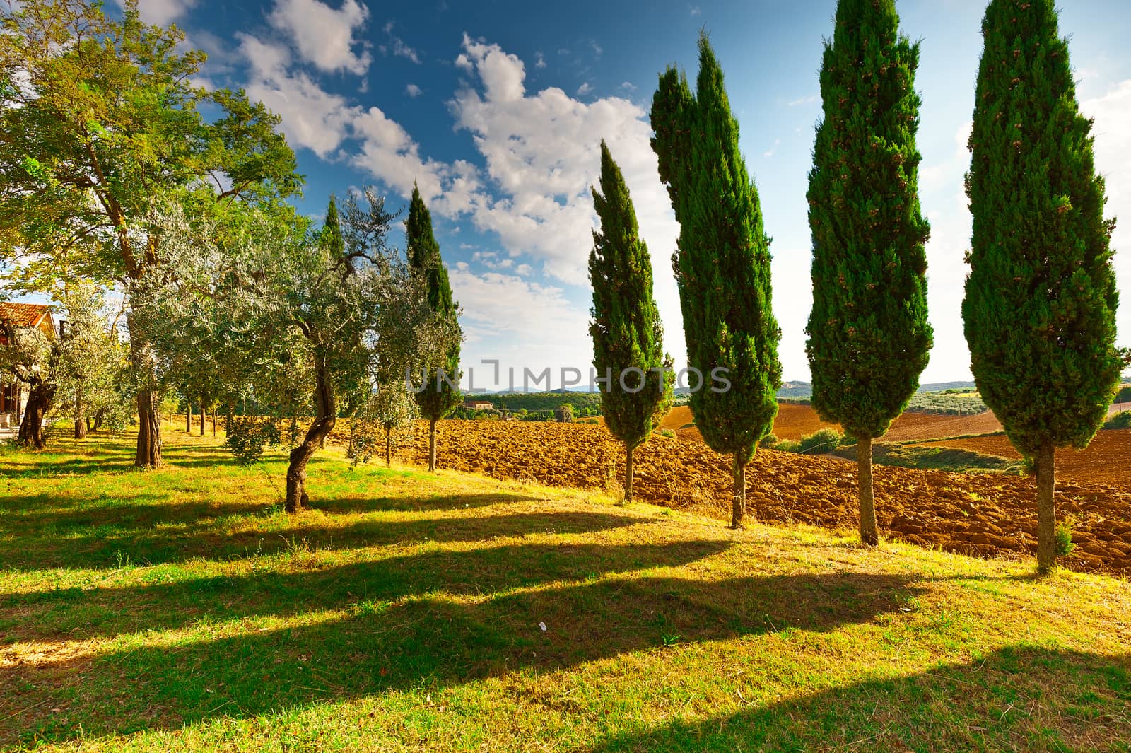 Cypress Alley in Front of the Plowed Sloping Hills of Tuscany in the Autumn