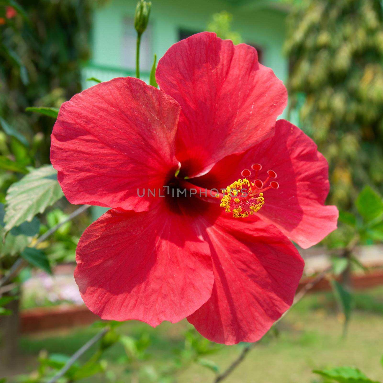 Hibiscus rosa sinensis by vapi