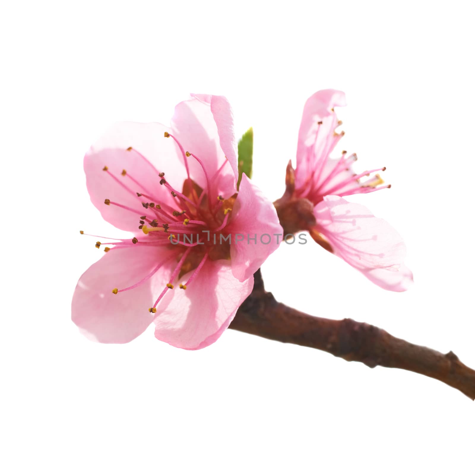 Almond pink flowers by vapi