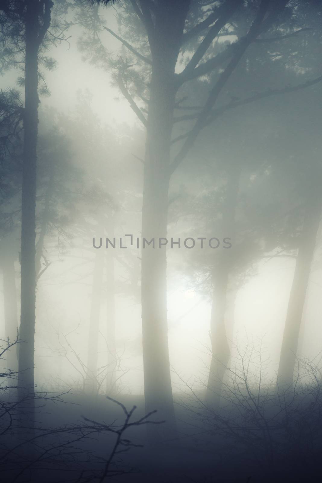 Mystery misty forest with big dark pine trees