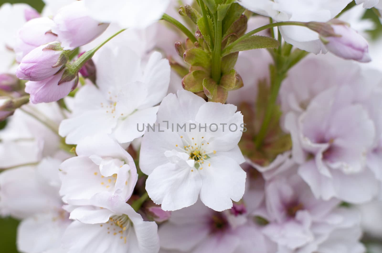 Spring apple tree flower close up white pink
