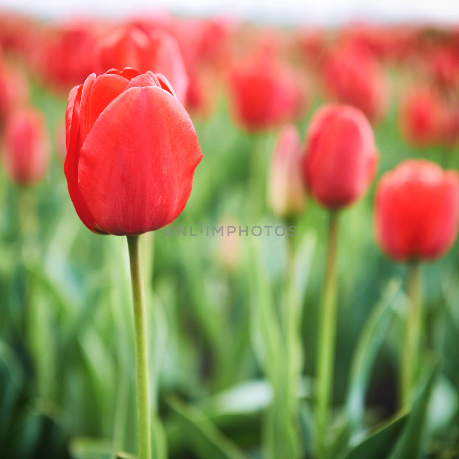 Field of beautiful red tulips by vapi