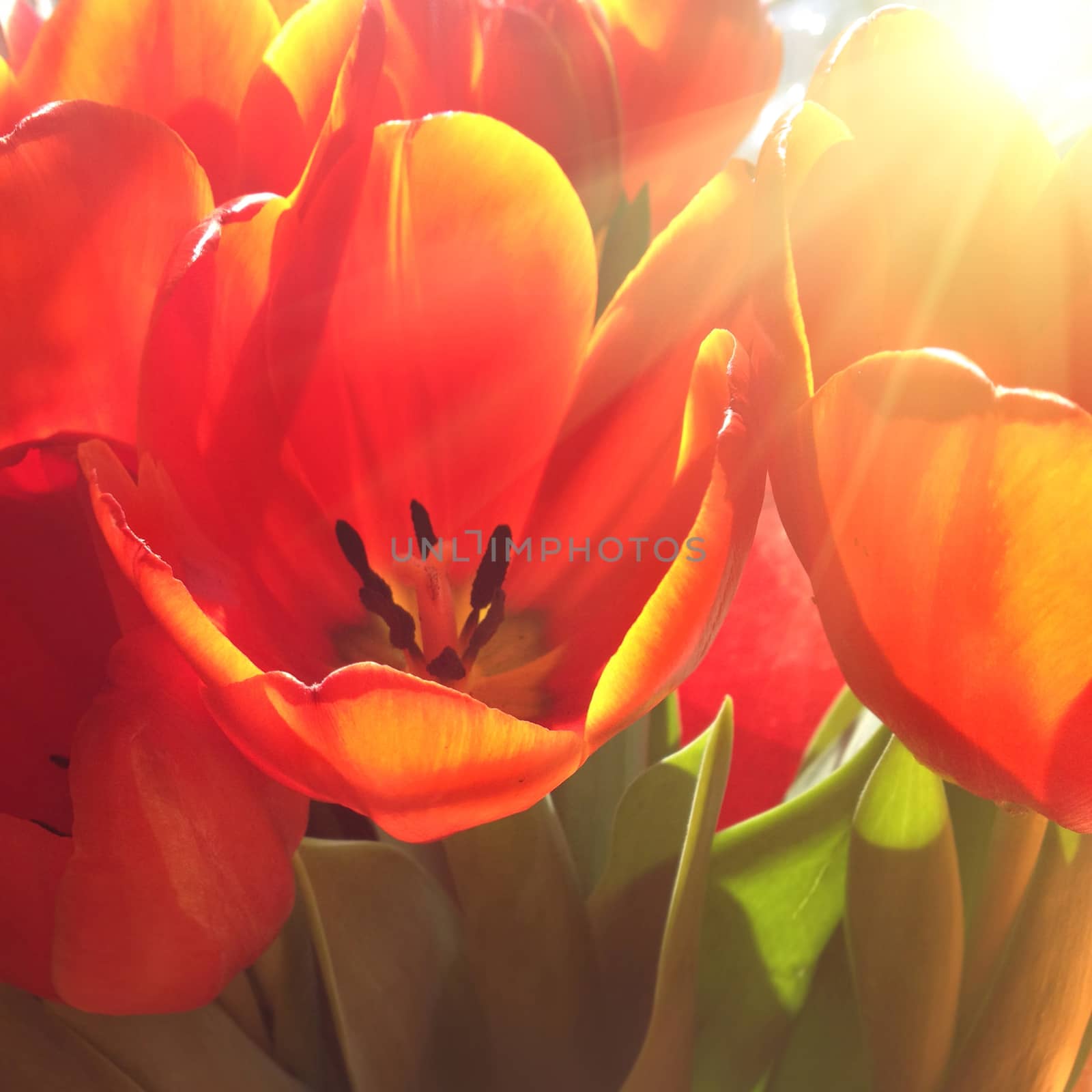 Bouquet of red tulips by vapi