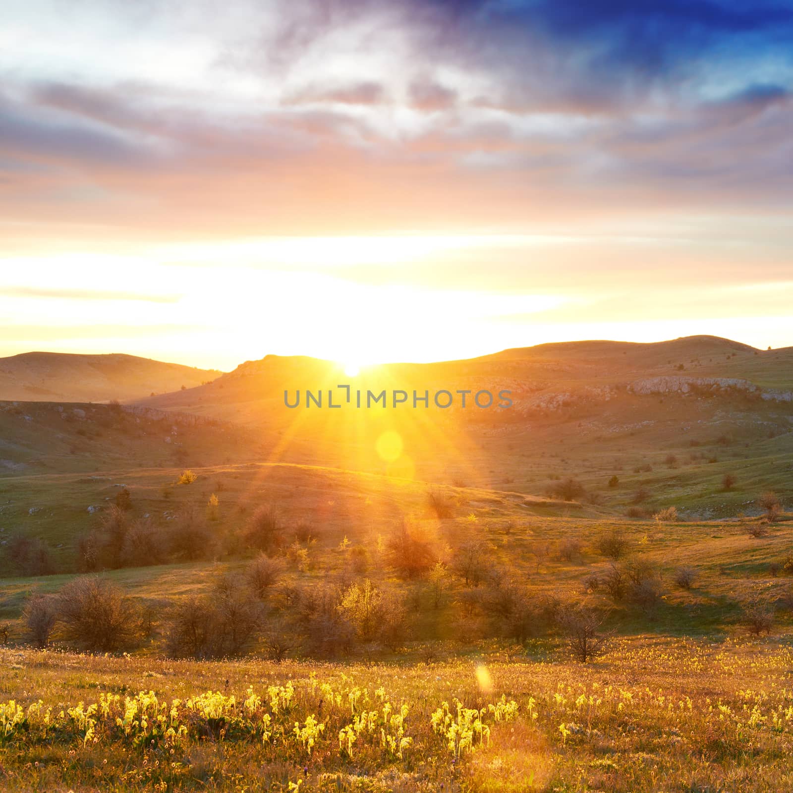 Field with flowers and dramatic colorful sky at sunset