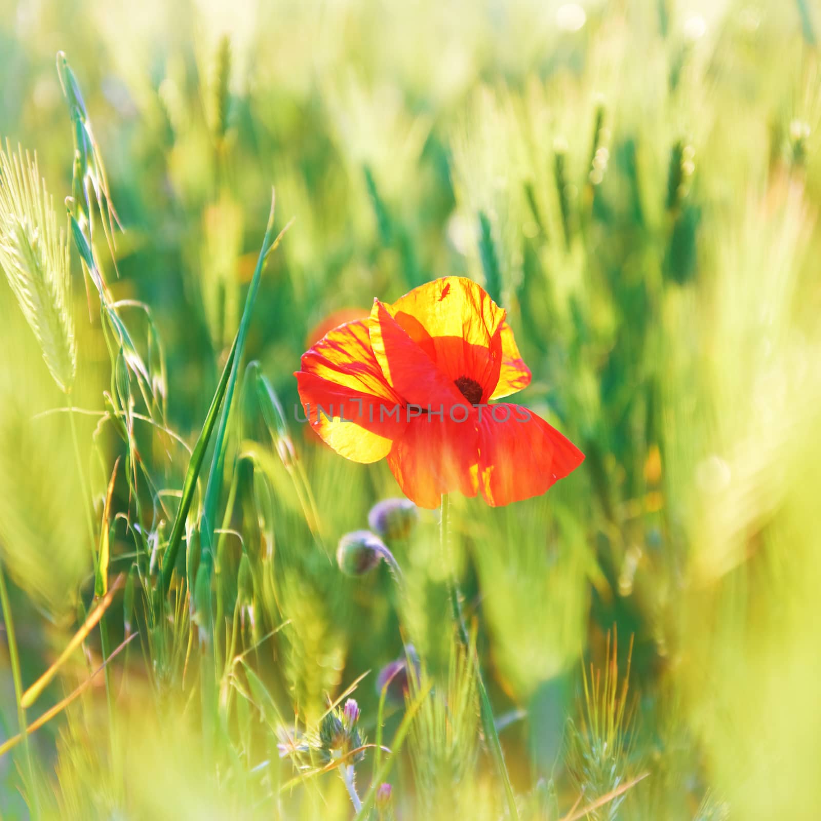 Red poppy on the green field with wheat