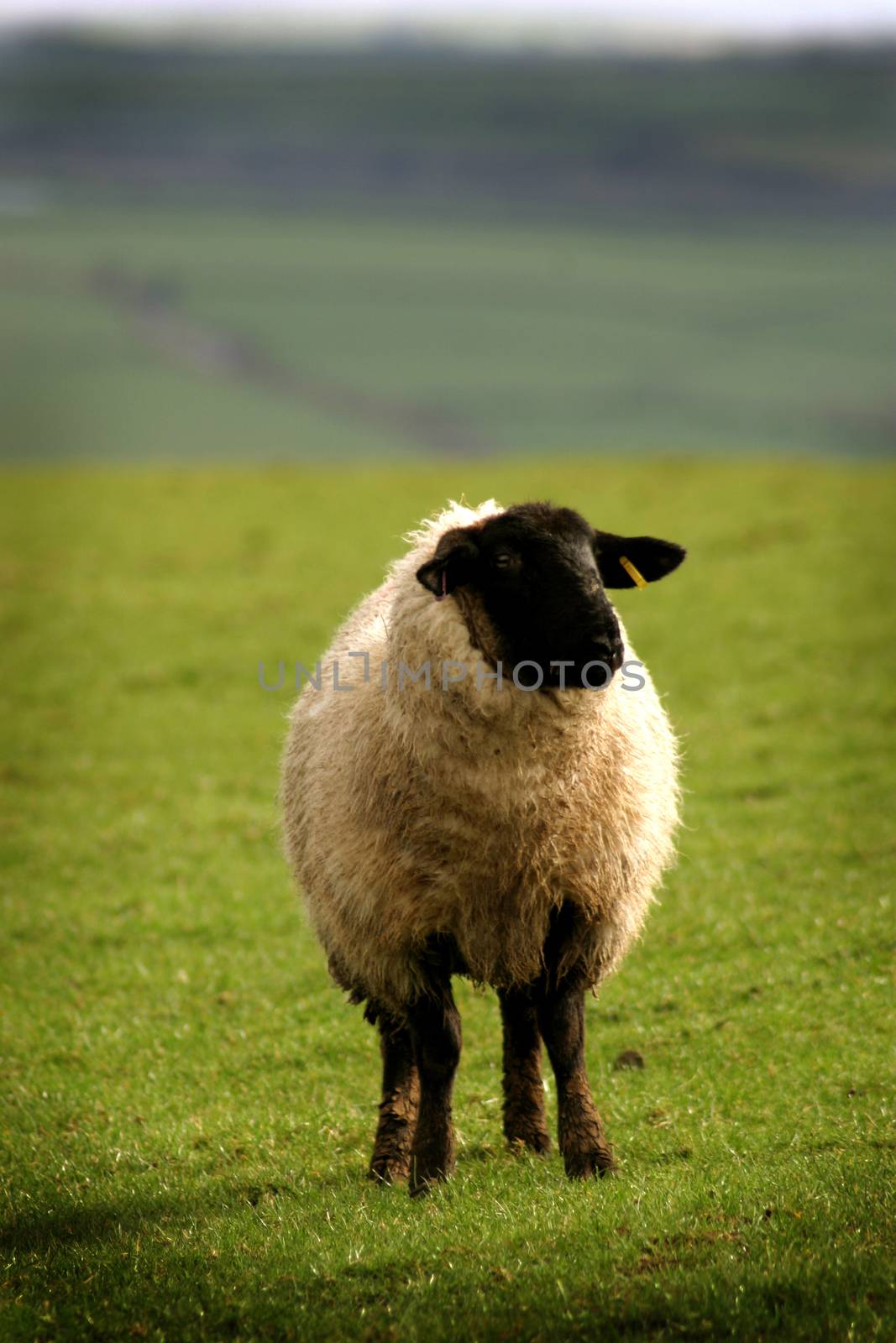 A lonely sheep taking stock of the situation.