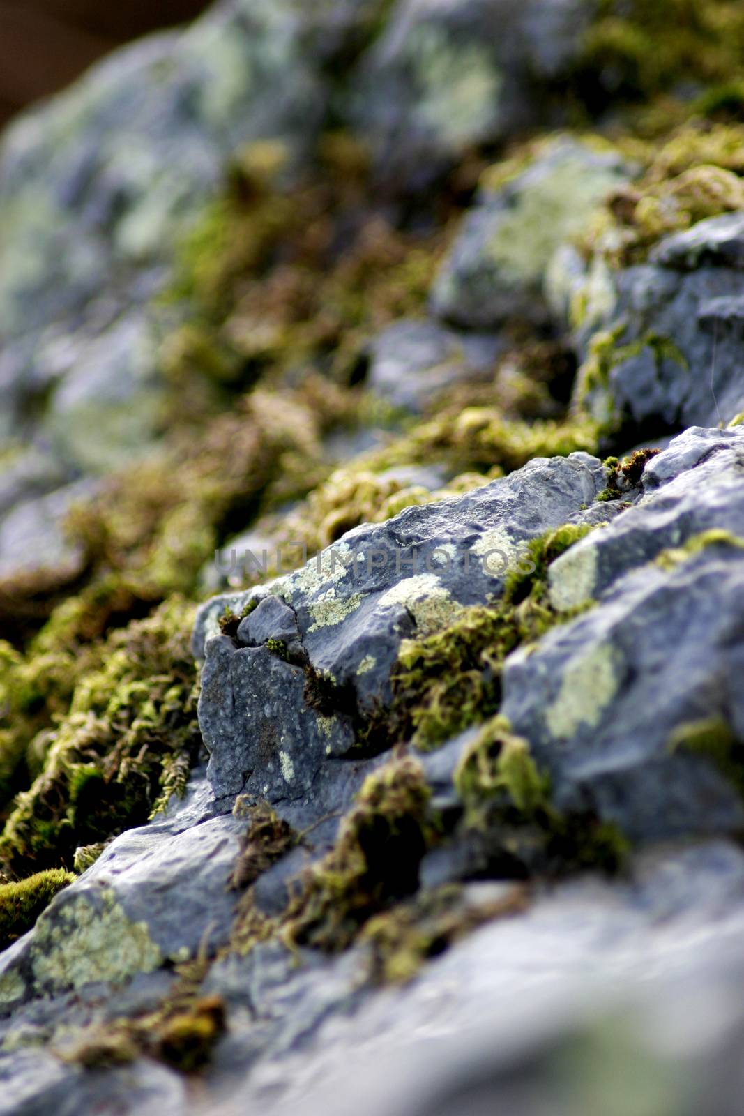 Moss on a rocky crag