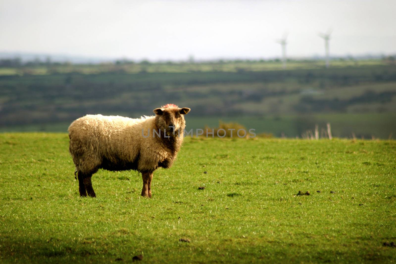 A solitary sheep staring.
