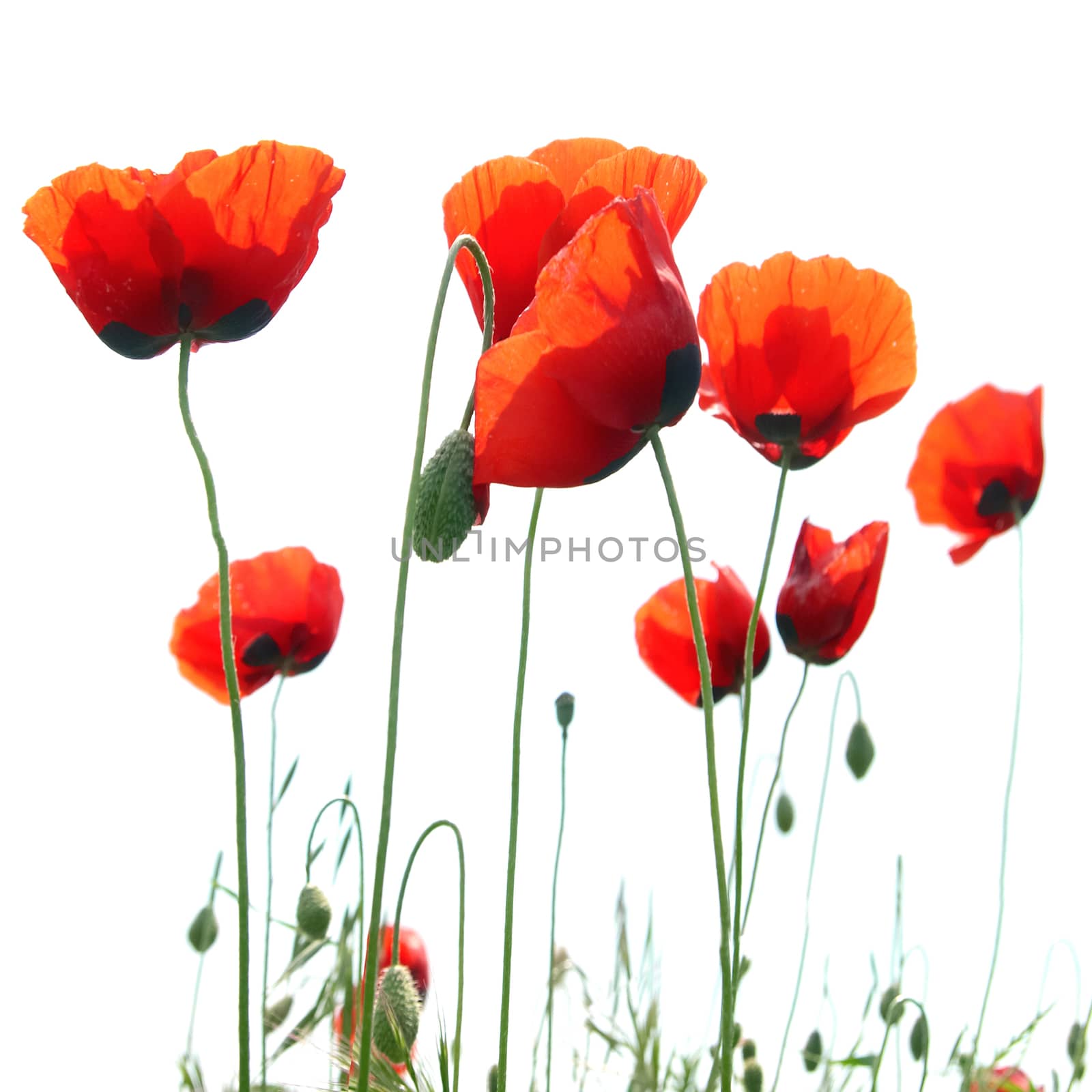 Beautiful red poppies isolated on white background