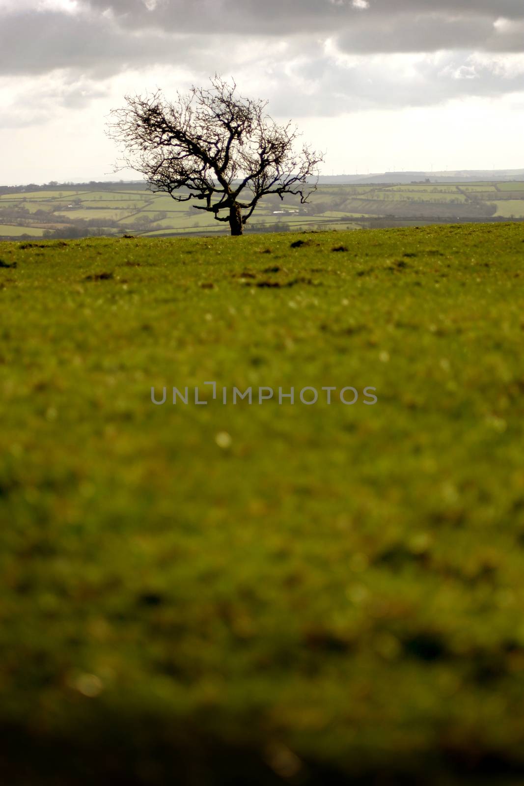 A lonely tree in the middle of a Welsh hillside field.