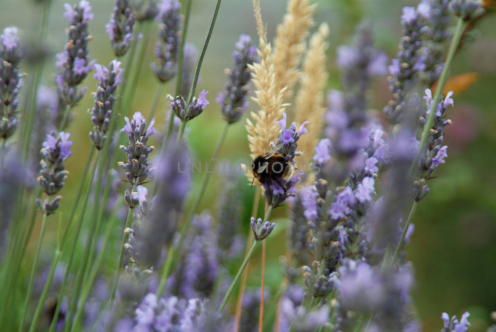 A single honey bee amongst lavender in a wild field